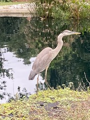 Ardea herodias