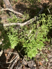 Ageratina jucunda
