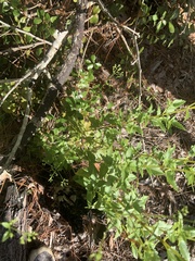 Ageratina jucunda