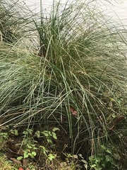 Carex secta