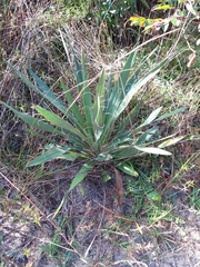 Yucca filamentosa filamentosa