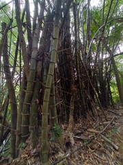 Bambusa stenostachya