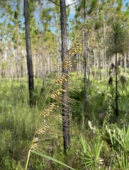 Sorghastrum secundum