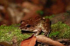 Limnonectes leporinus