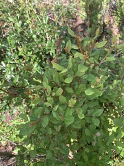 Lyonia fruticosa