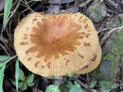 Russula senecis