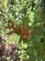 Lyonia fruticosa