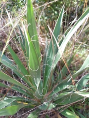 Yucca filamentosa filamentosa