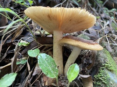 Russula senecis