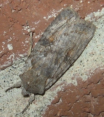 Lithophane antennata