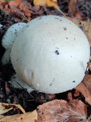 Agaricus crocodilinus