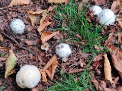 Agaricus crocodilinus