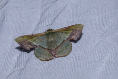 Fascellina plagiata