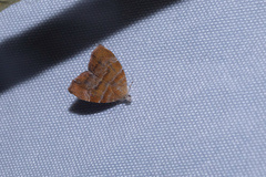 Choreutis achyrodes
