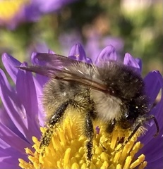 Bombus pascuorum