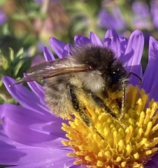 Bombus pascuorum