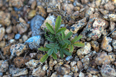 Potentilla discolor