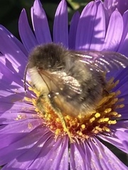 Bombus pascuorum