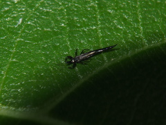 Gigantothrips elegans