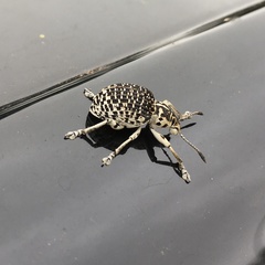 Cydianerus latruncularius