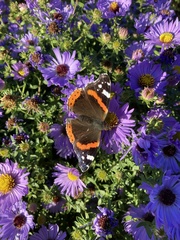 Vanessa atalanta