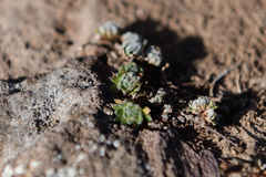 Orostachys