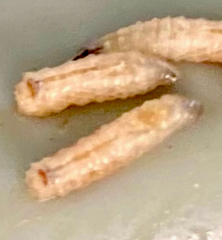 Insecta