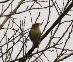Phylloscopus collybita