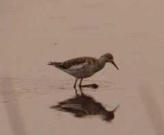 Calidris pugnax