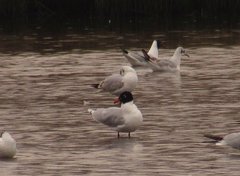Ichthyaetus melanocephalus