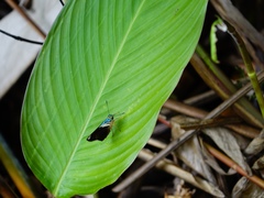 Astraptes