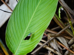 Astraptes