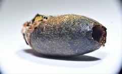 Enicospilus glabratus