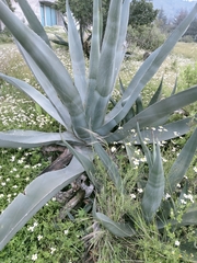 Agave mapisaga