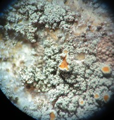 Caloplaca squamuloisidiata