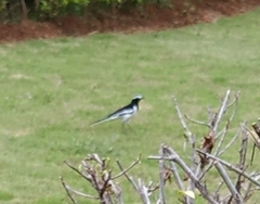 Motacilla maderaspatensis