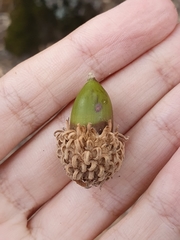 Quercus afares