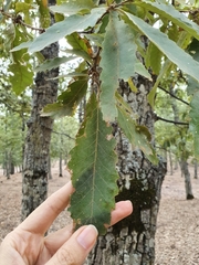 Quercus afares