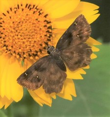 Staphylus hayhurstii