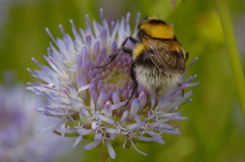Bumble Bee Hover Fly