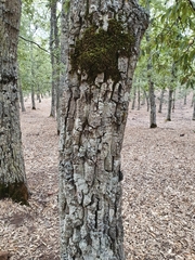 Quercus afares