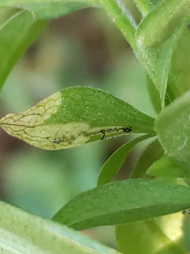 Narrow Bucculatrix photo 3