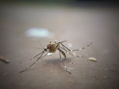 Aedes canadensis canadensis