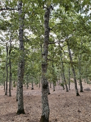 Quercus afares