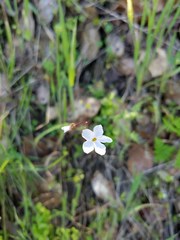 Lithophragma cymbalaria