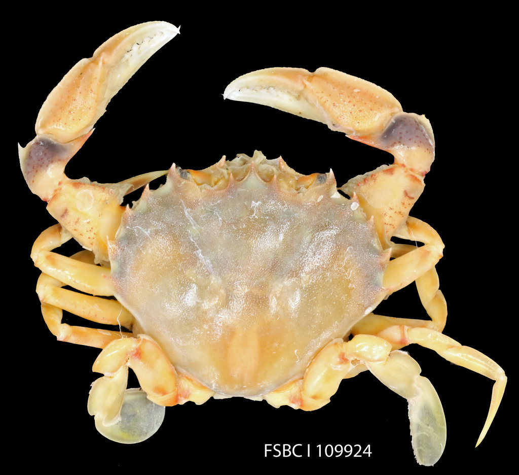 Florida lady crab