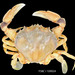 Florida Lady Crab - Photo (c) FWC Fish and Wildlife Research Institute, some rights reserved (CC BY)