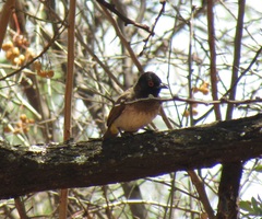 Pycnonotus nigricans superior