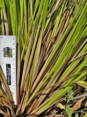 Juncus effusus solutus