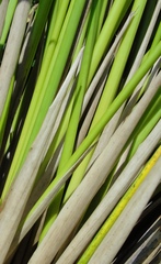 Juncus effusus solutus